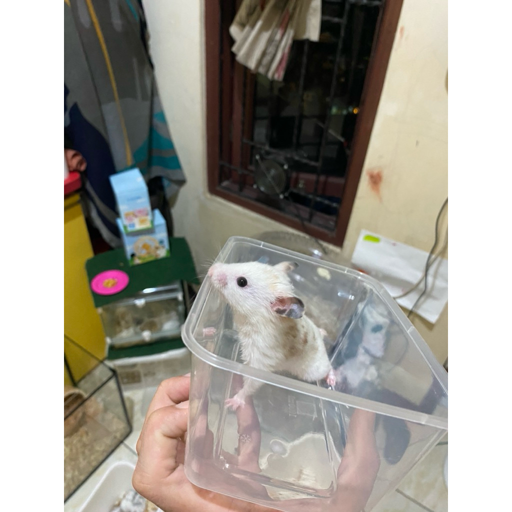 hamster syrian fujiyama gold jantan