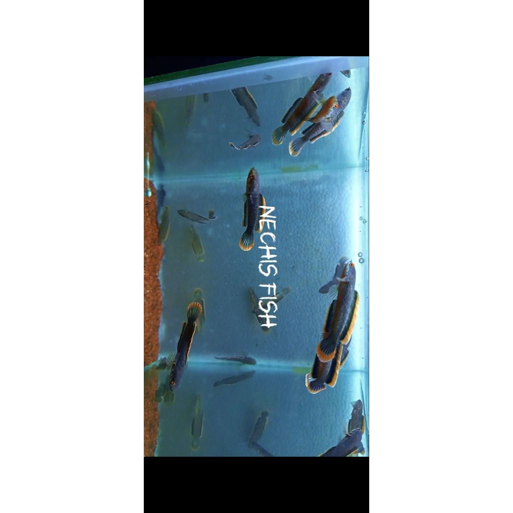 chana limbata lawu rim tebal 6cm