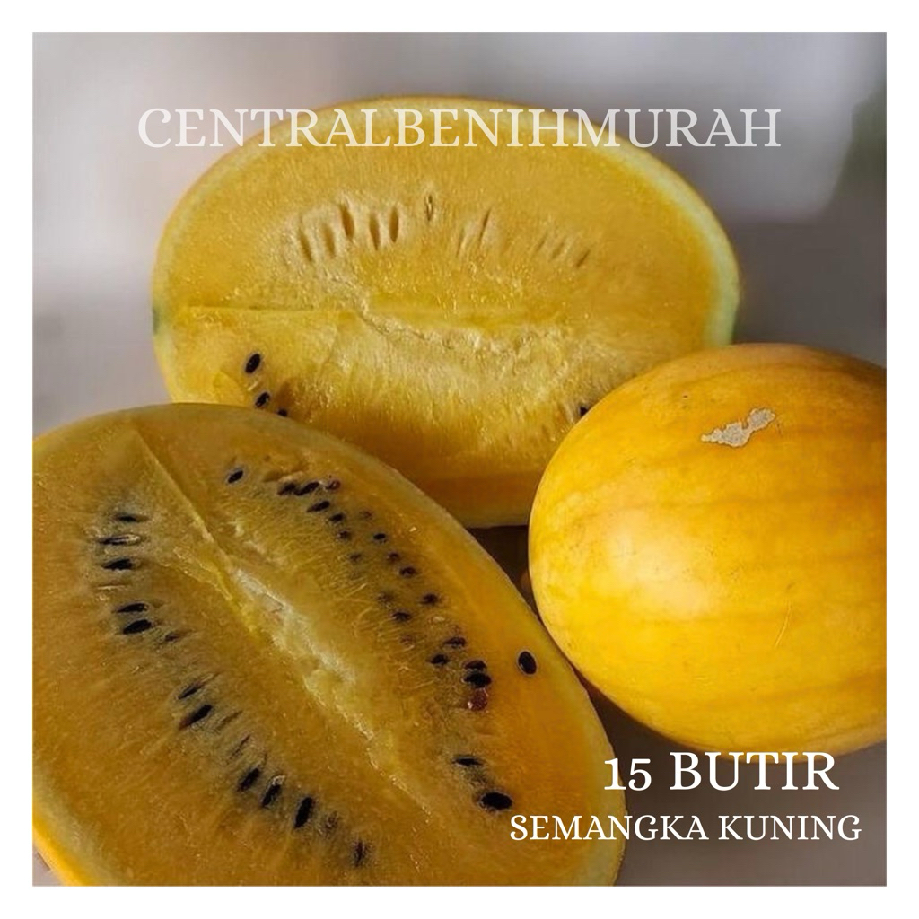 15 BUTIR BENIH TANAMAN SEMANGKA KUNING INDEN
