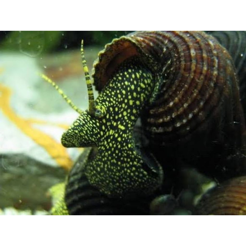 golden spotted rabbit snail sulawesi, keong hias