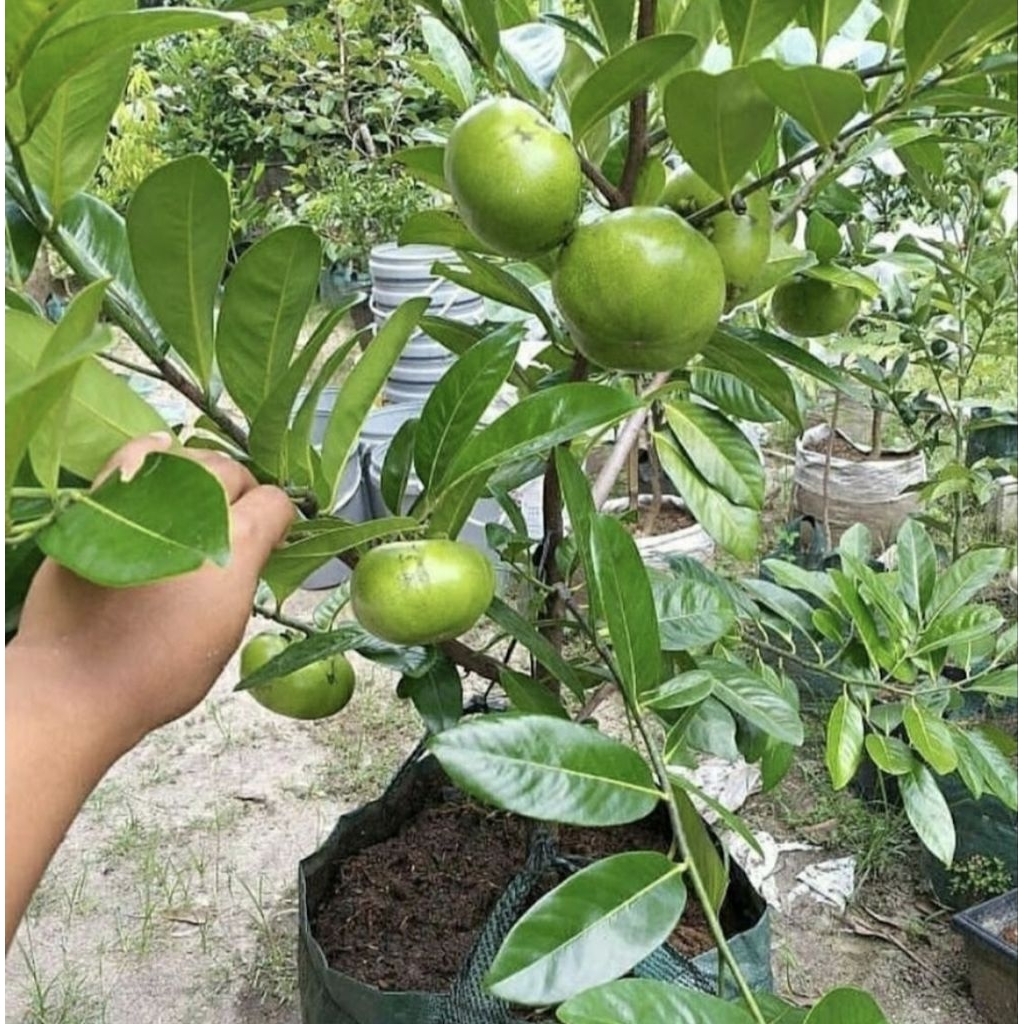 Bibit Buah Black Sapote