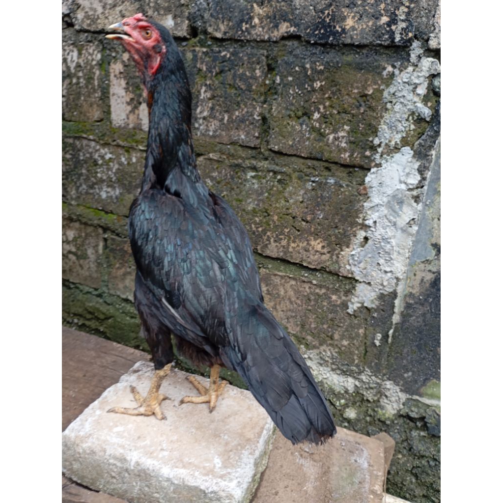 Ayam bangkok betina biang birkok di Jakarta