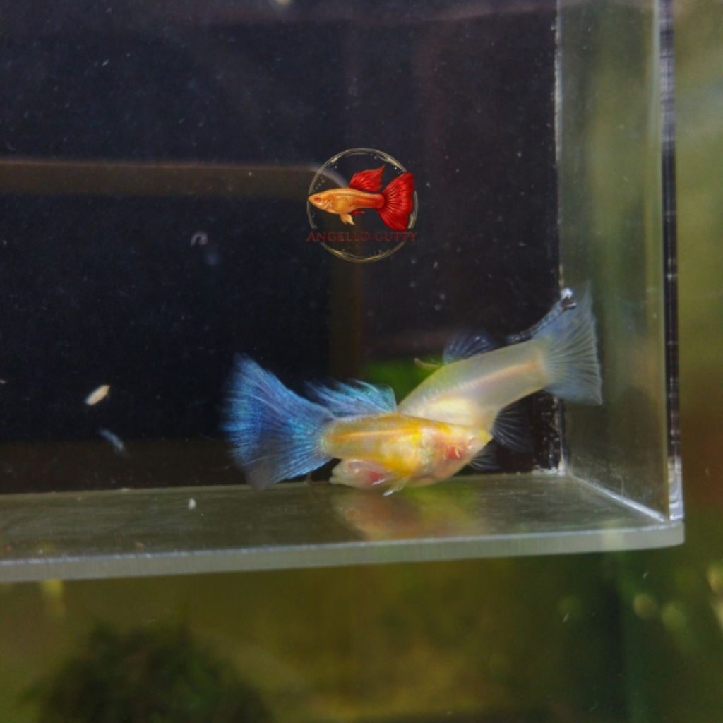 GUPPY ALBINO SKY BLUE TOPAZ SB GB SHORT BODY GLASS BELLY INDUKAN SEPASANG