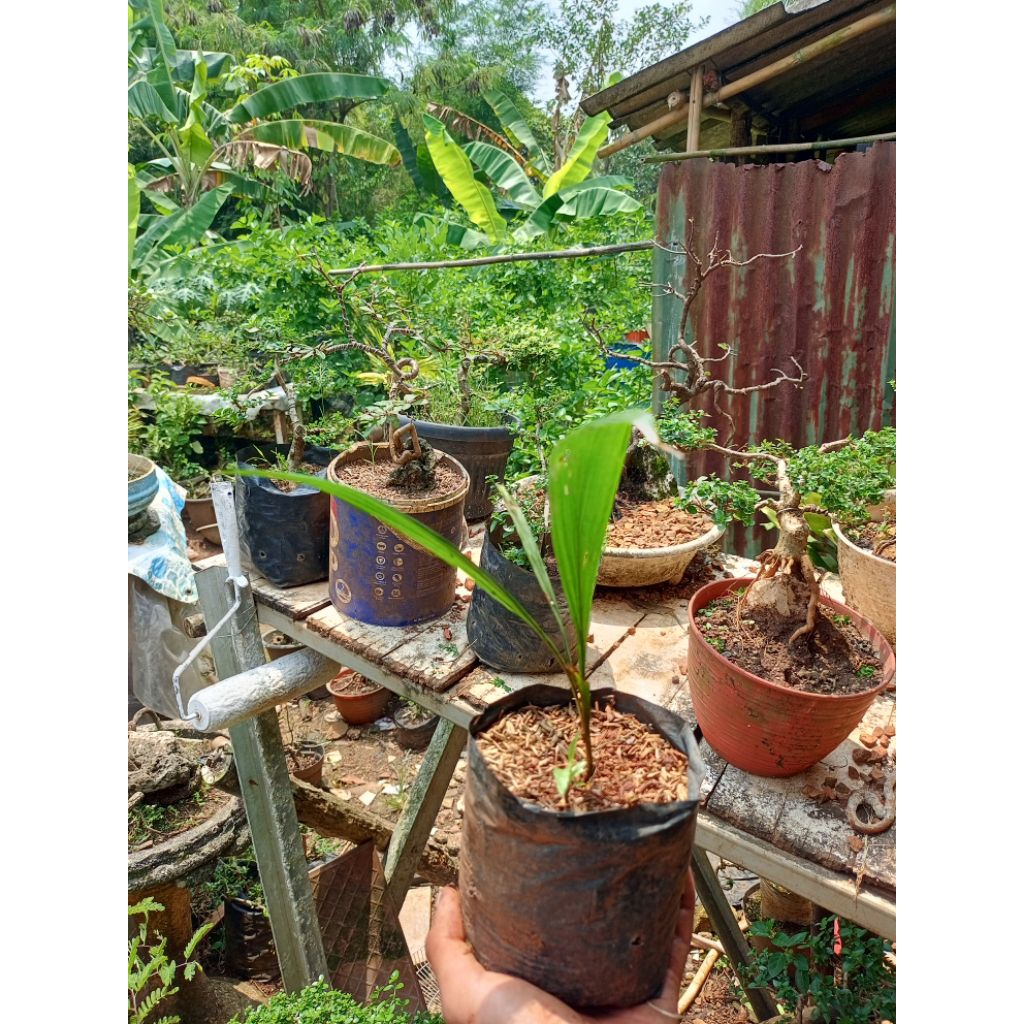 Bibit Salak Pondoh Madu Super - Hasil Kultur Jaringan