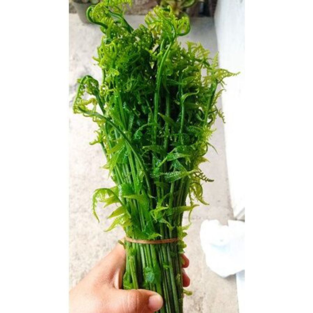 Sayur Pakis Segar 500 Gram - Tingkatkan Produksi Sel Darah Merah