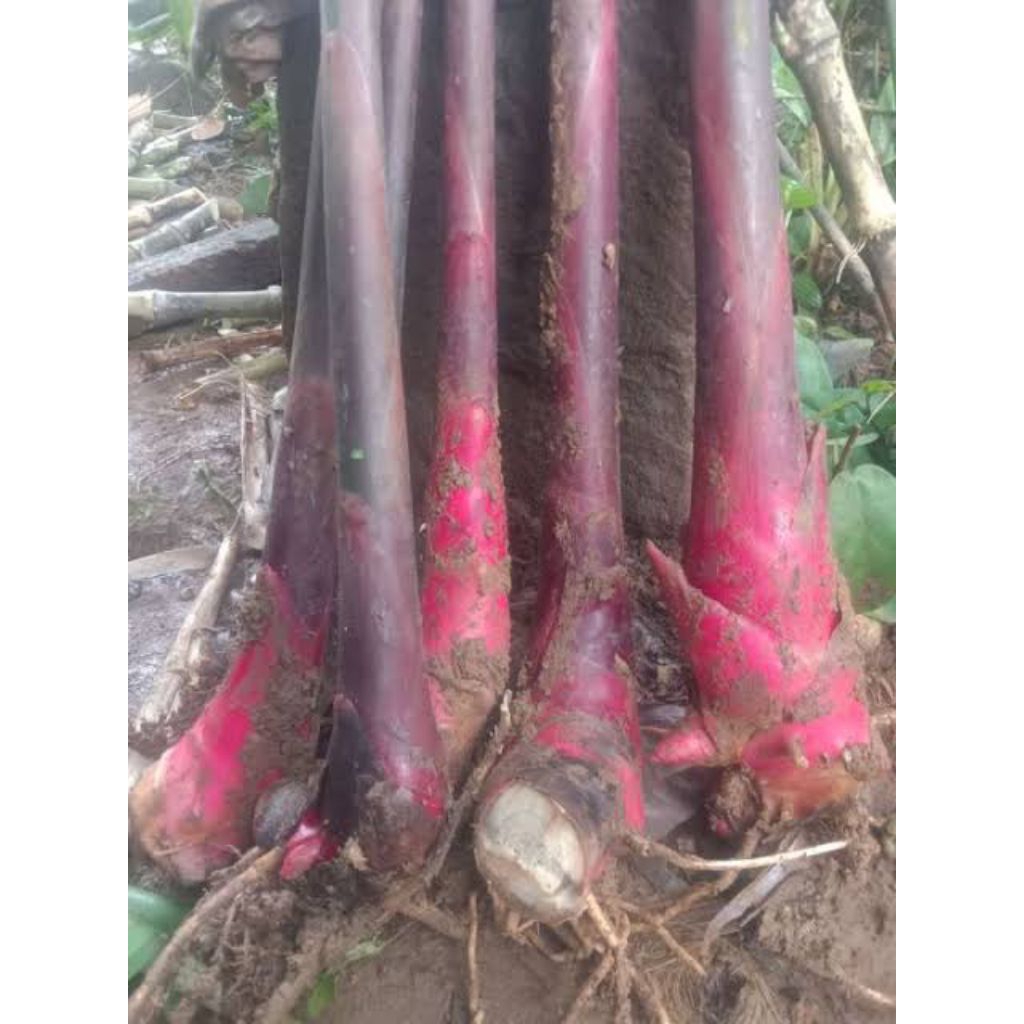 Bibit Tanaman Kecombrang Merah Segar Sehat