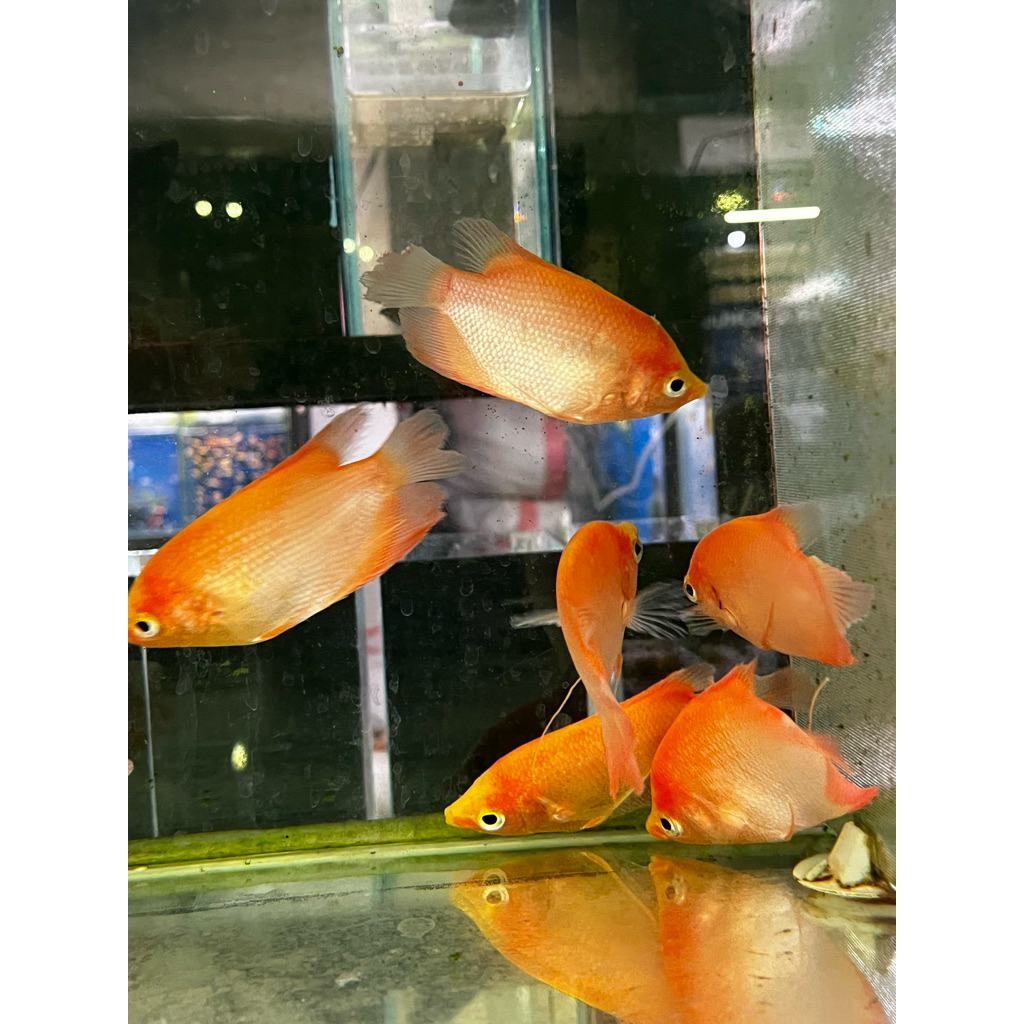 ikan hias gurame padang pipi merah