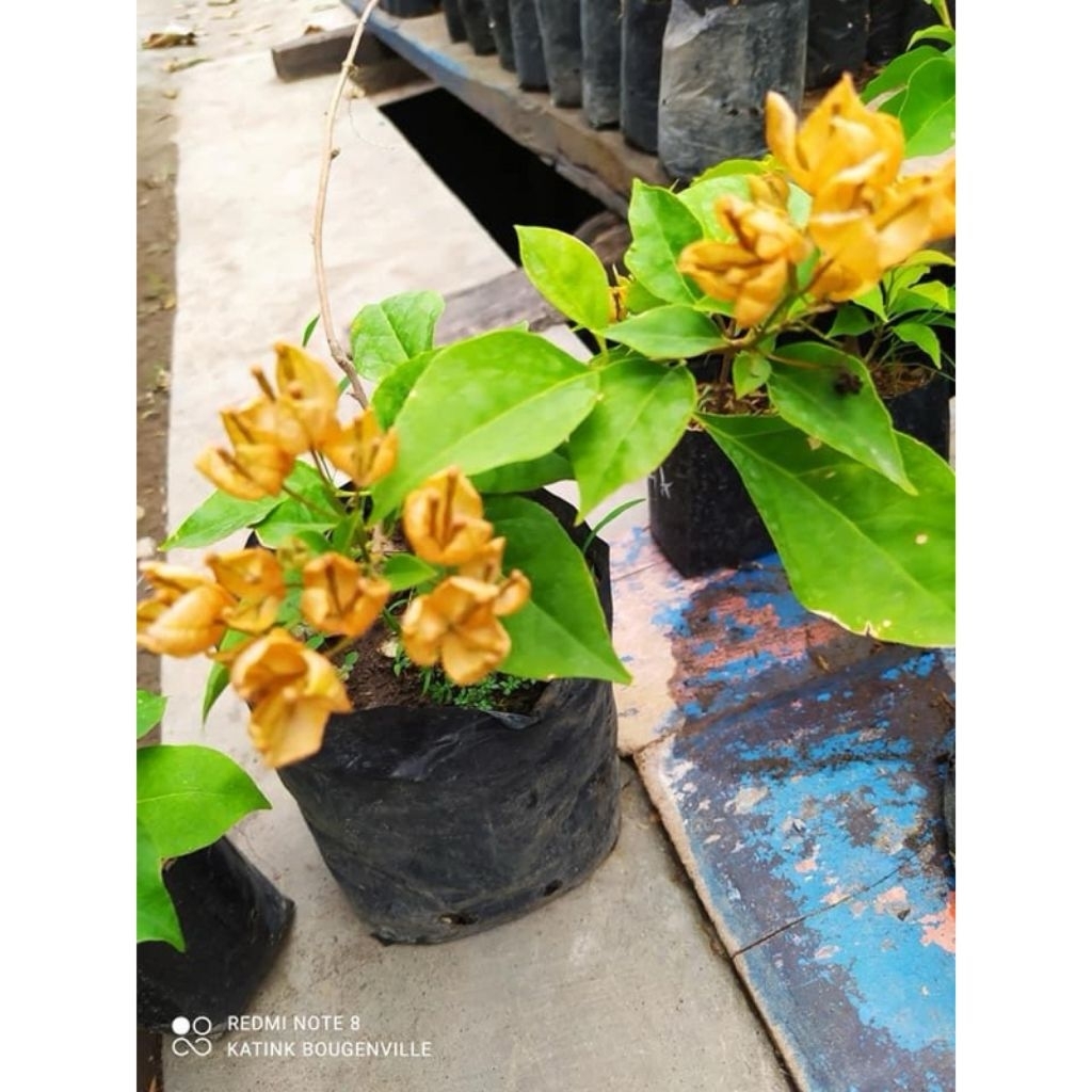 Tanaman Hias Bougenville Anggur Kuning Import (Ori)