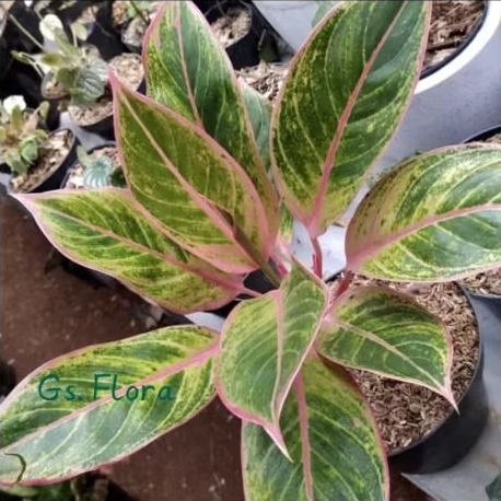 ( COD ) Promo Aglonema siam aurora pink