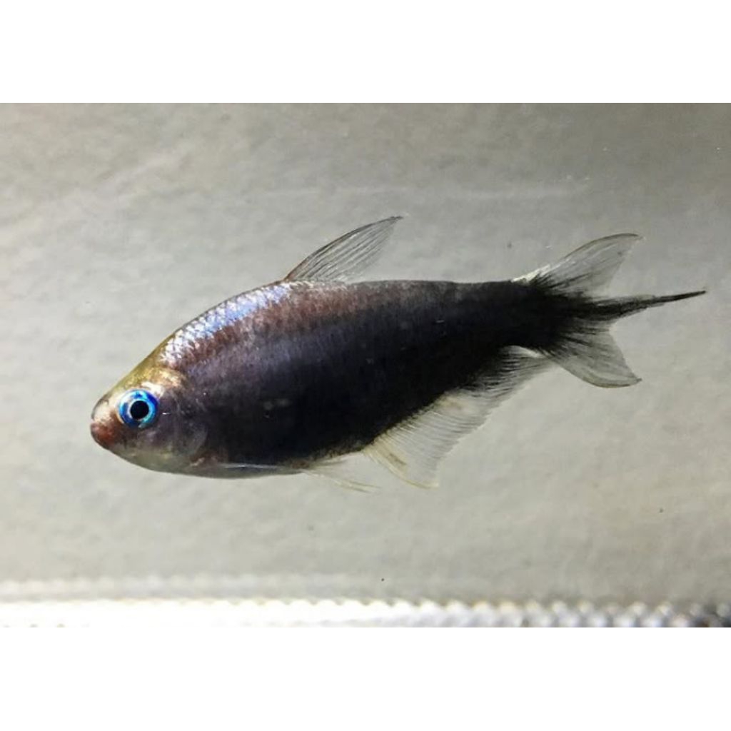 EMPEROR TETRA BLACK INDUKAN 3PASANG