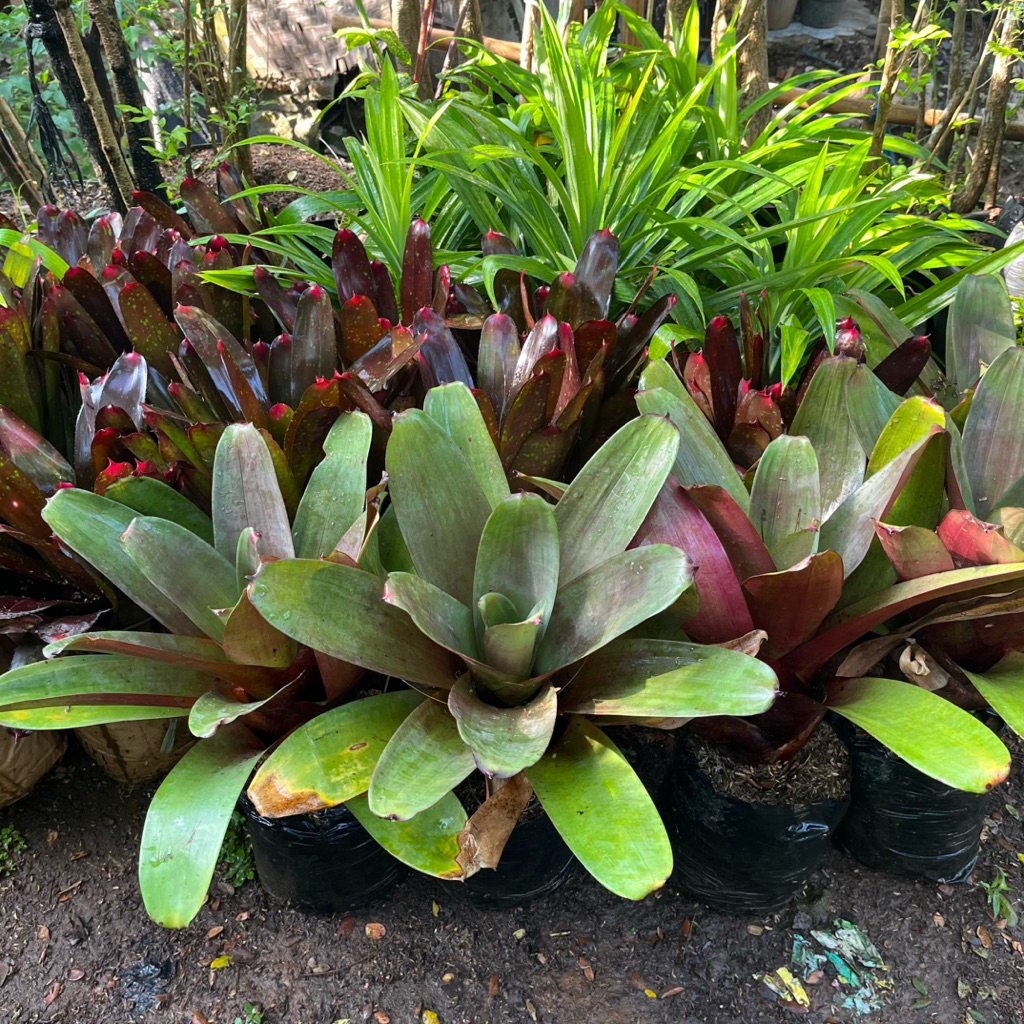 tanaman hias bromelia giant // bromelia giant