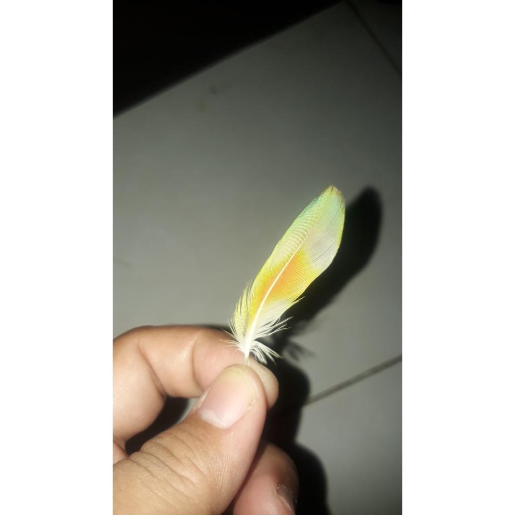 Bulu Asli Burung Lovebird Warna Gradasi Hijau 3 Helai