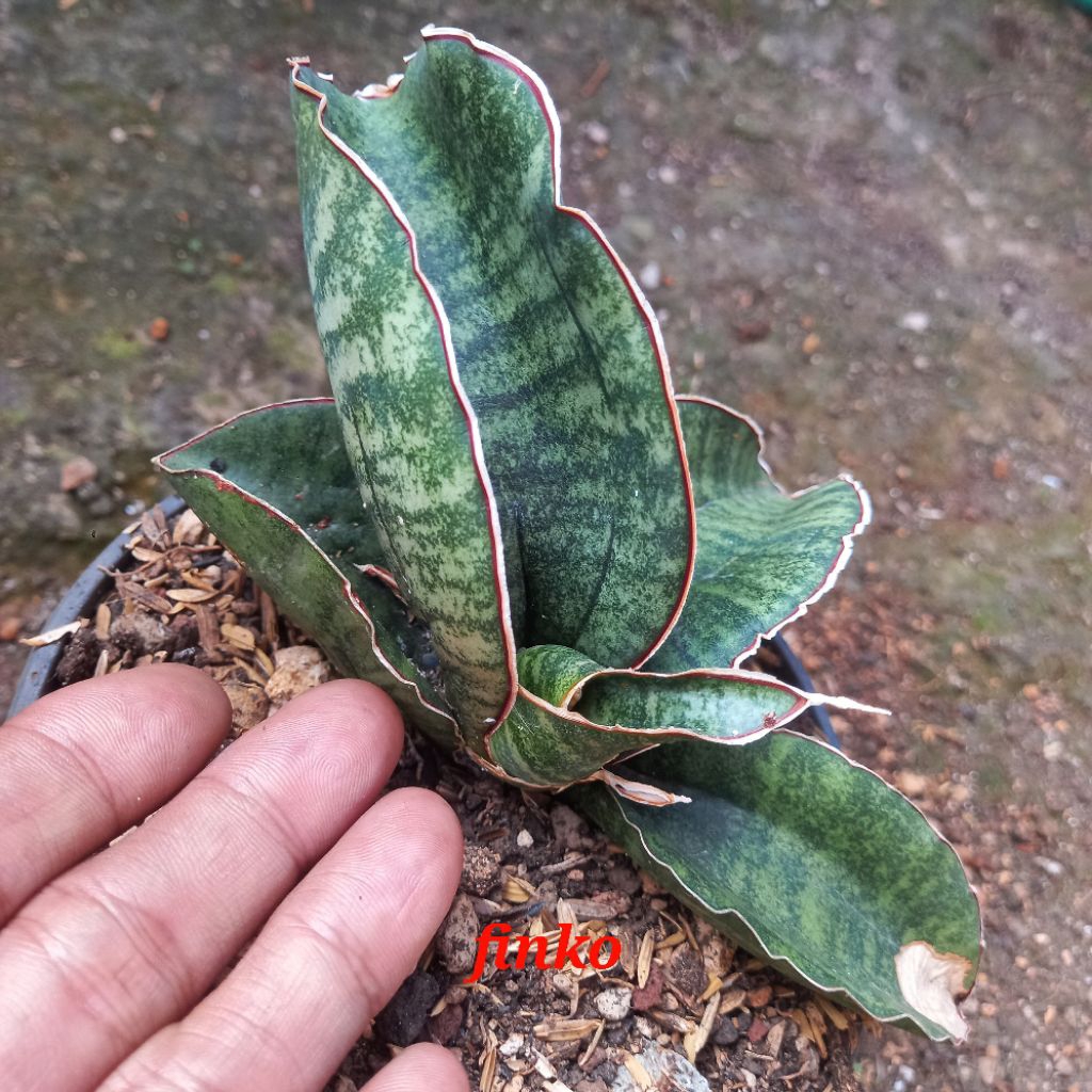 R. 1734. sansevieria sinus simiorum, Malawi. ex. induk variegata