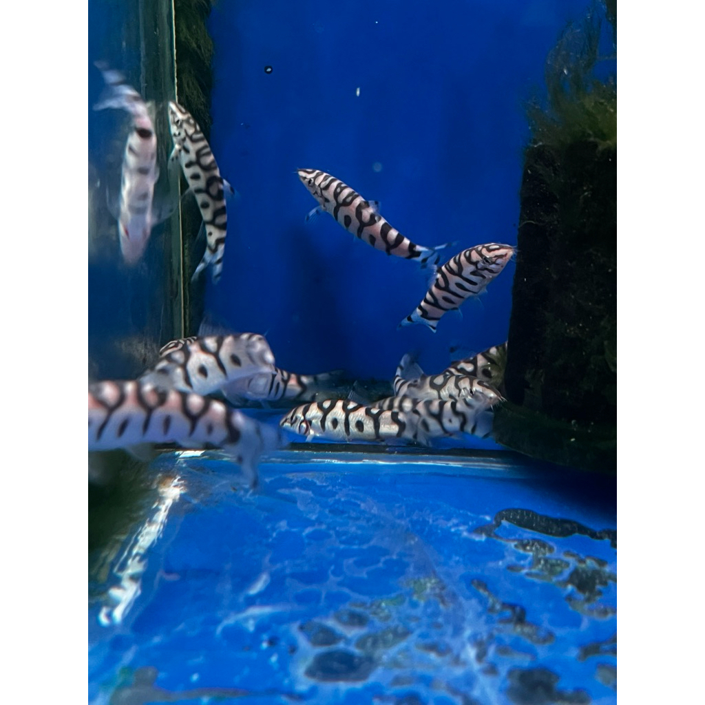 ikan hias botia india ikan aquascape
