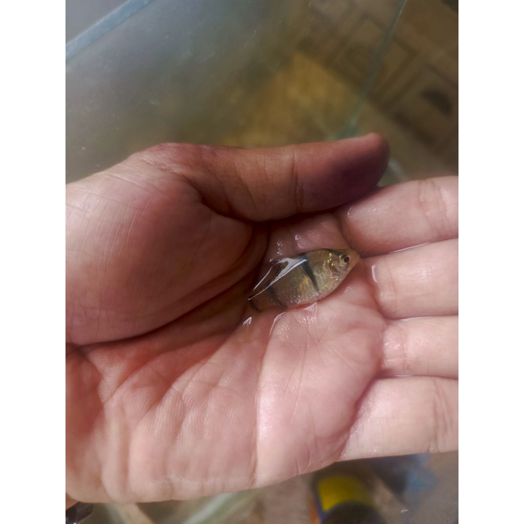 Tiger Fish Sumatra