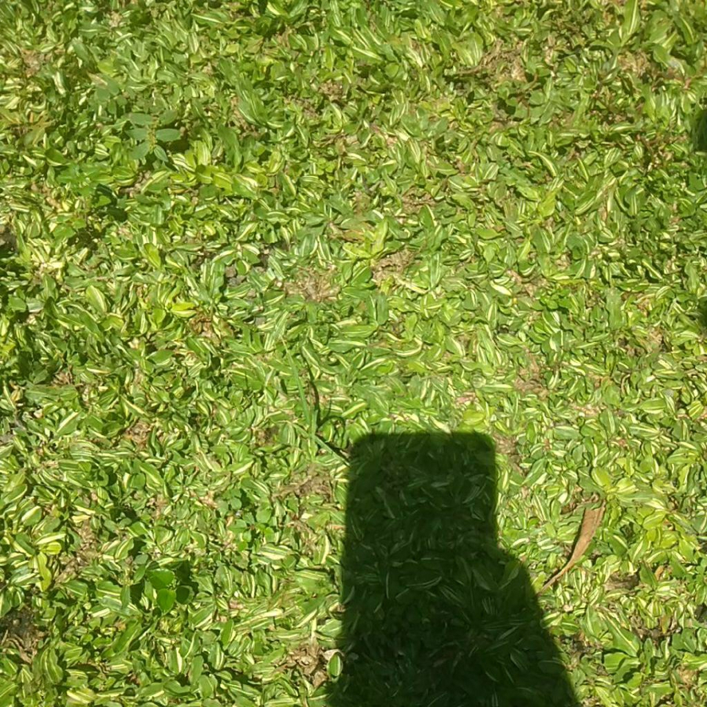 rumput gajah mini varigata