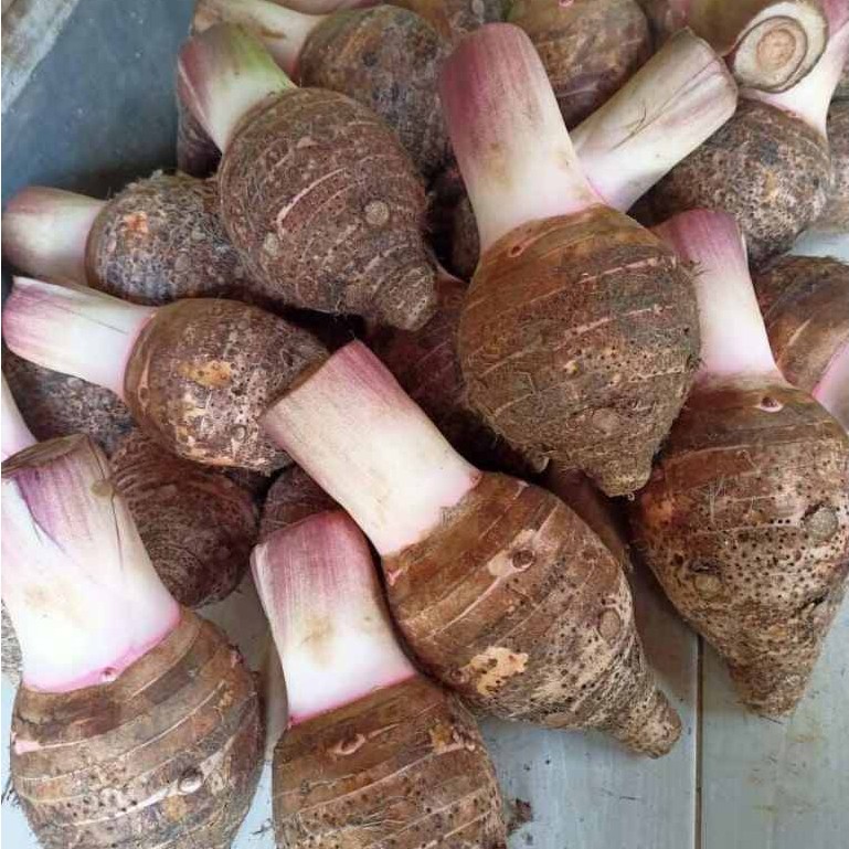 TALAS BOGOR ASLI 1KG TALAS SEGAR