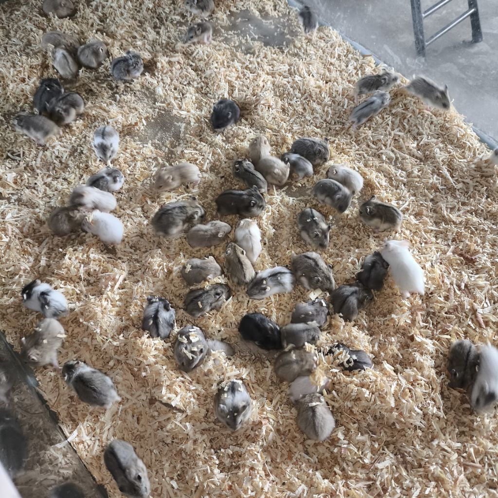 HAMSTER MURAH CAMPBELL ANAKAN INDUKAN JAMBI