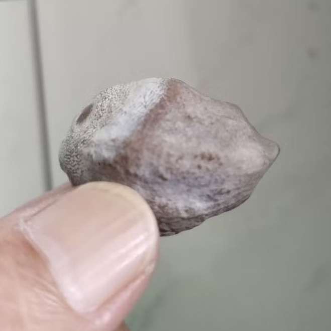 Kemiri Adu Muncang Adu LK Ori Urgen Tua Jatuhan