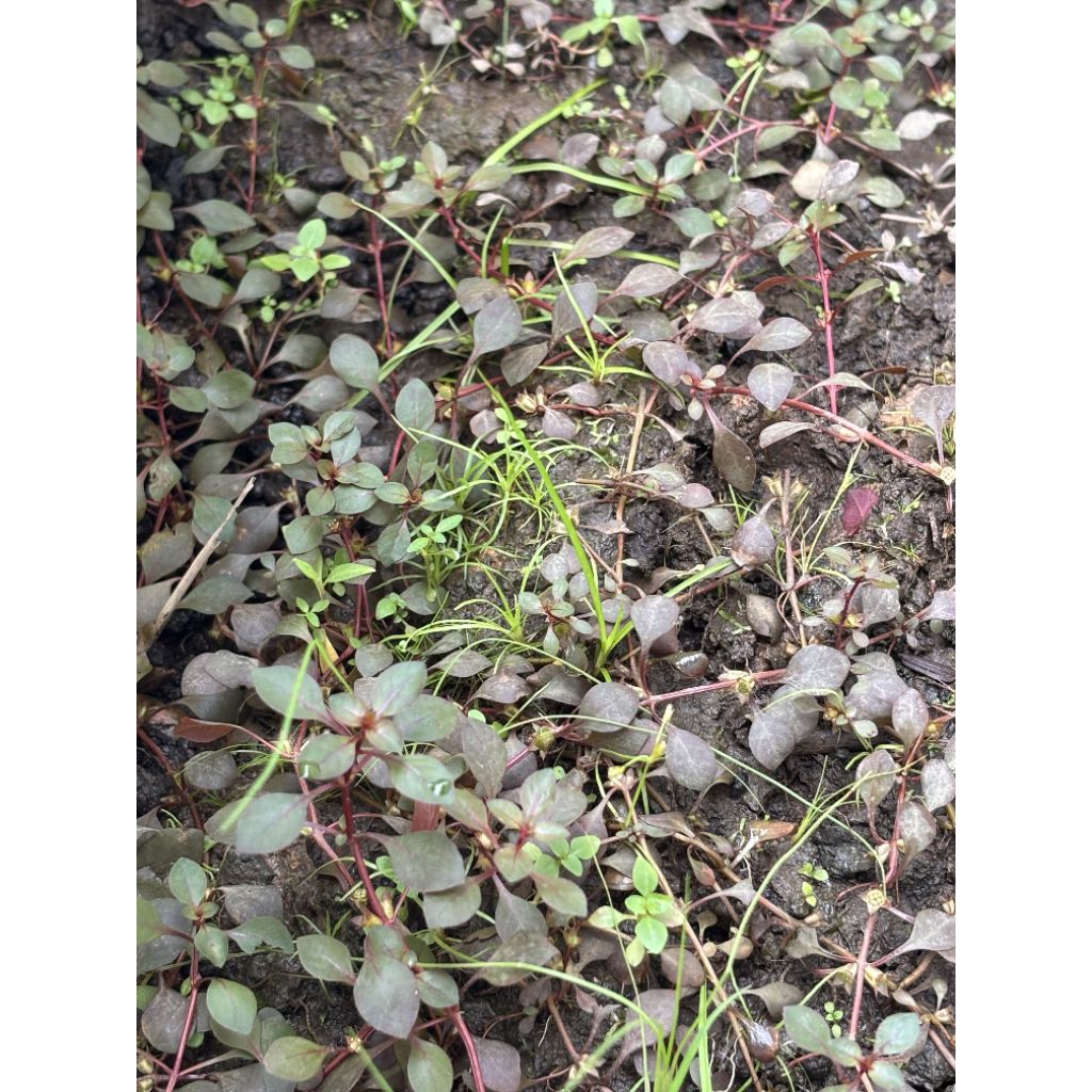 ludwigia sp red