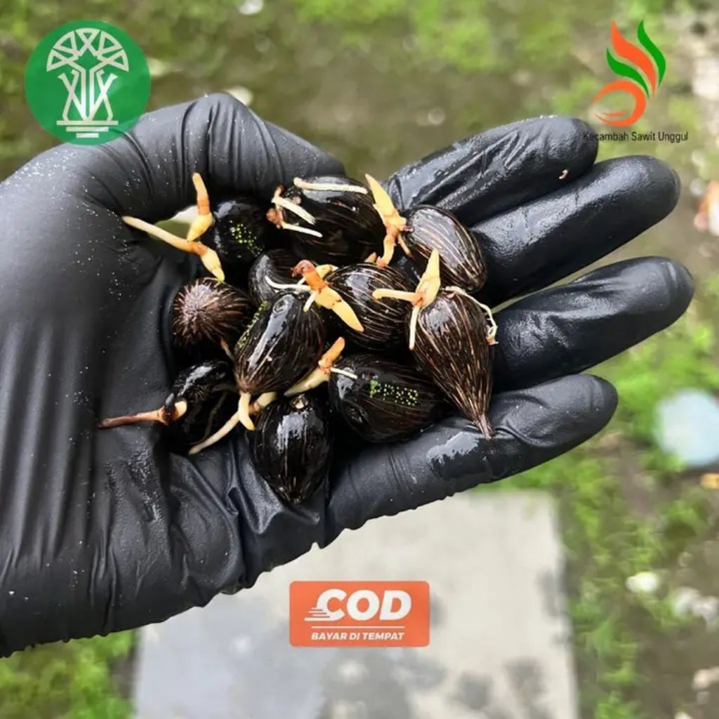 bibit kecambah sawit ppks 239/540/dumpy/simalungun/yangambi