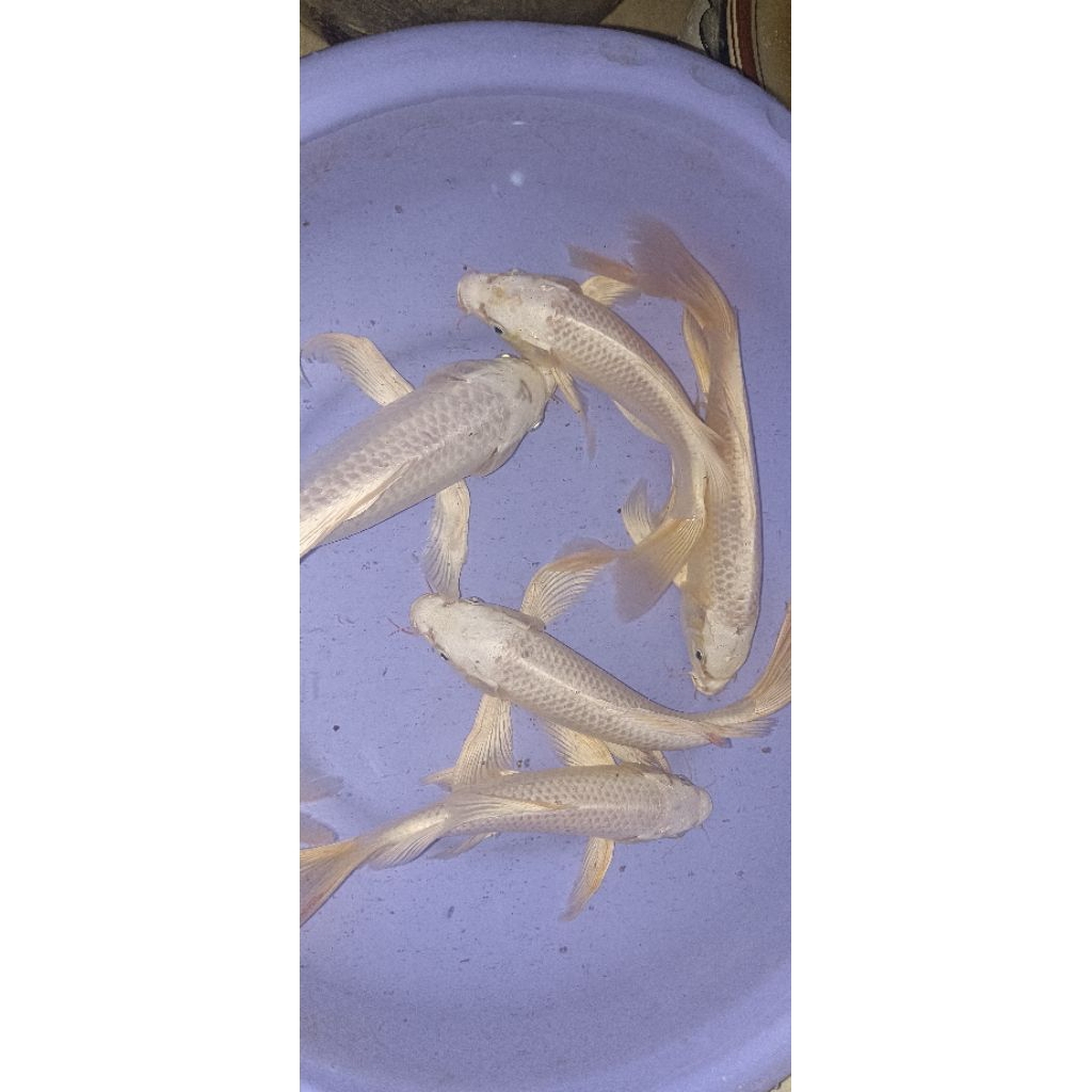 KOI JUMBO -+25CM KUMPAY SLAYER PLATINUM PER EKOR