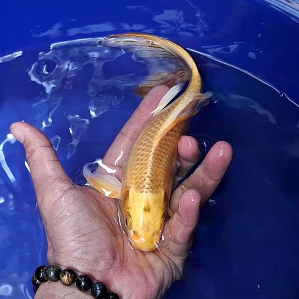 Ikan Koi Blitar Jenis Kumpay Slayer / Rumah Koi Jakarta / kode 0010