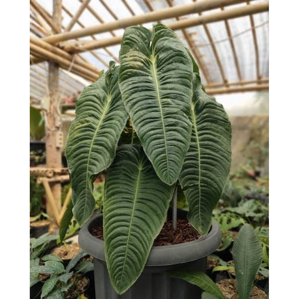 Anthurium King Veitchii Ori
