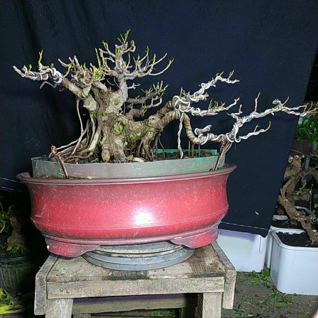 bonsai beringin iprik kereta kencana