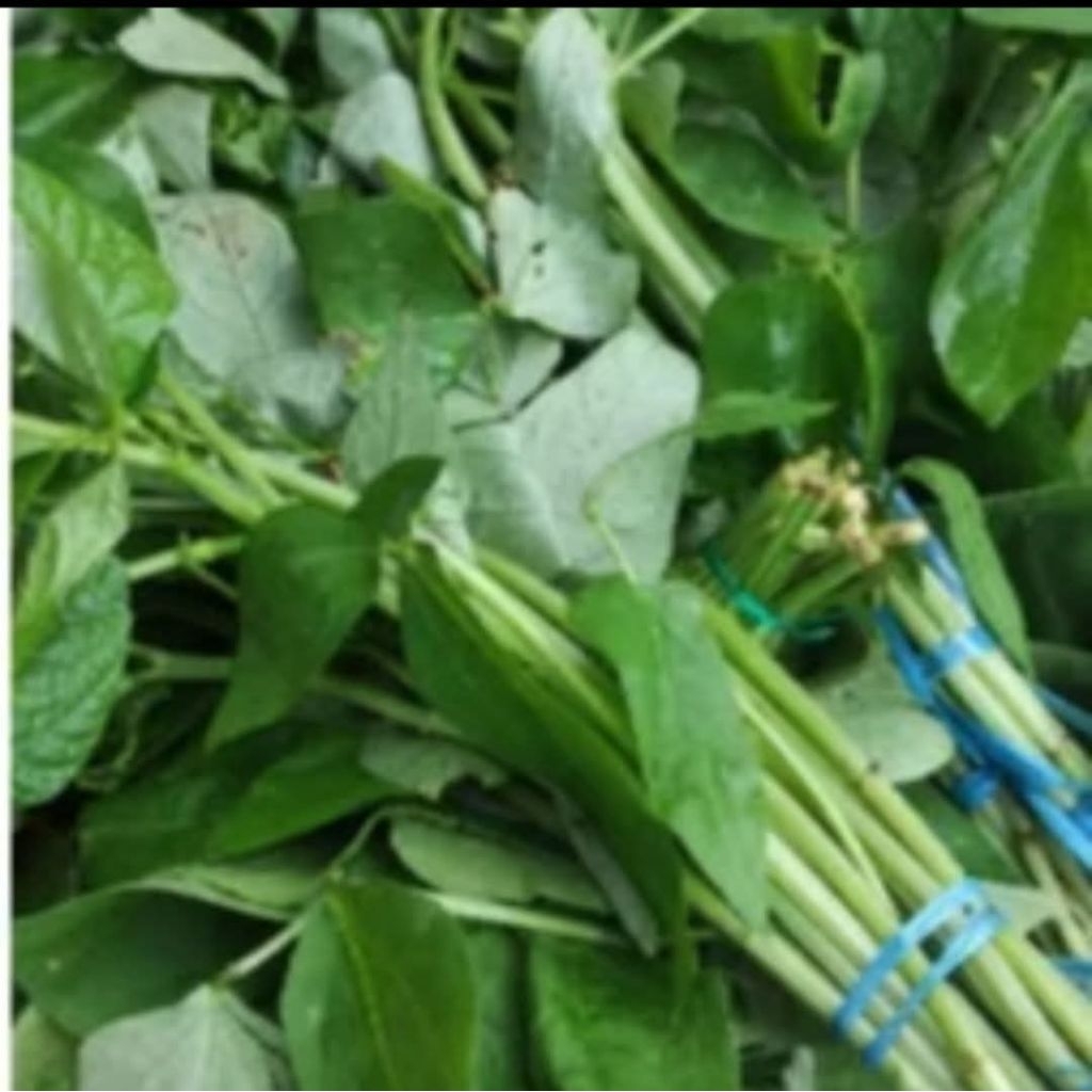 lembayung/sayur lembayung segar fress cocok untuk di buat sayur urap urap