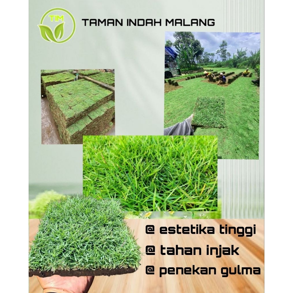 RUMPUT TAMAN HIDUP - RUMPUT MAKAM - RUMPUT KUBURAN - 10