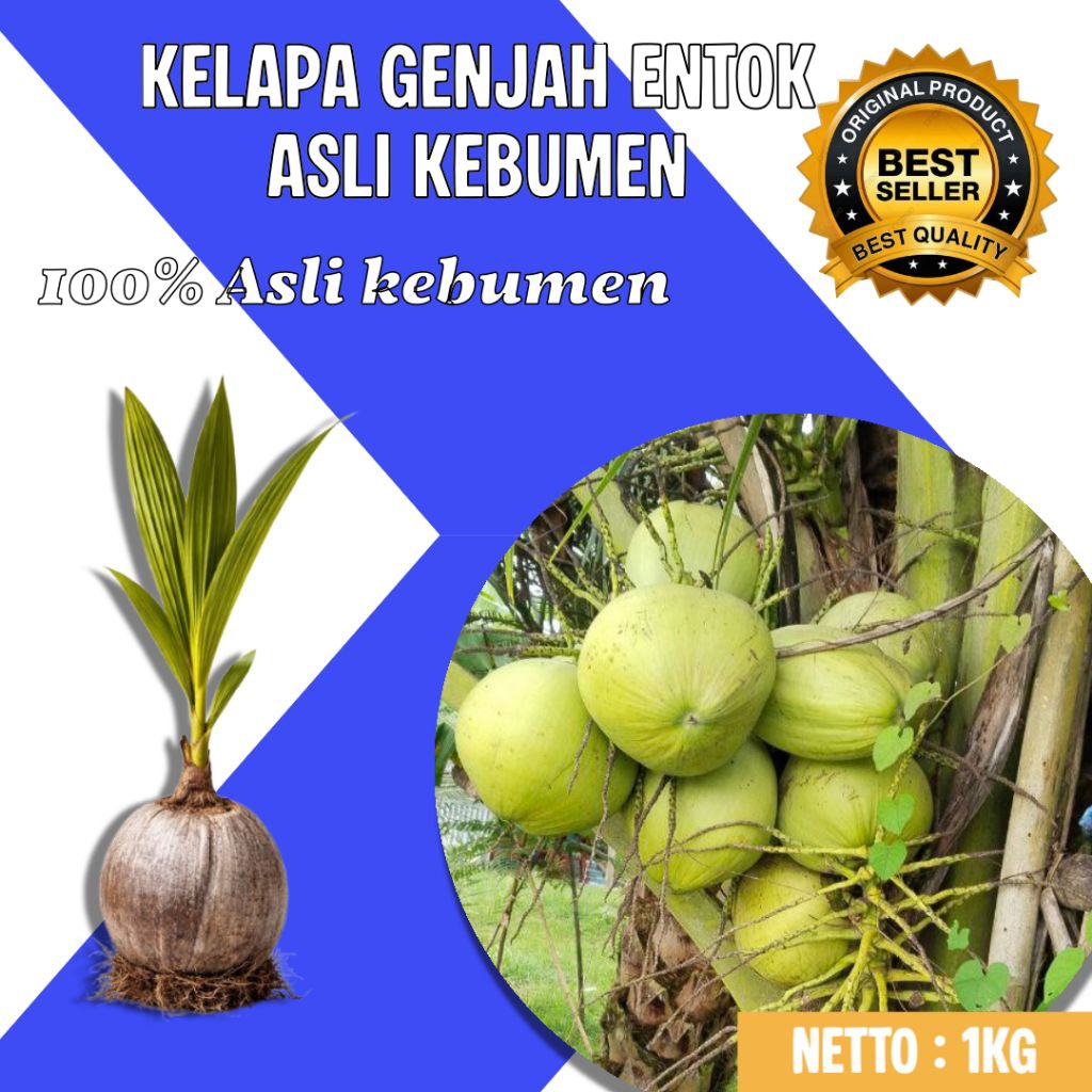 DICARI-CARI  Bibit Kelapa Pendek Entok Jumbo