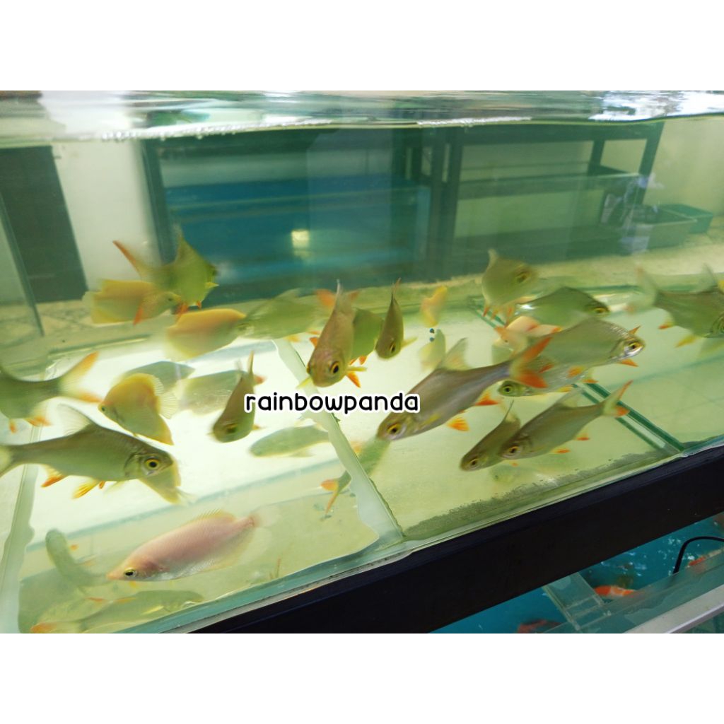 HIASAN AQUARIUM KOLAM BLACK KAVIAT/KAVIAT HITAM TANK MATE