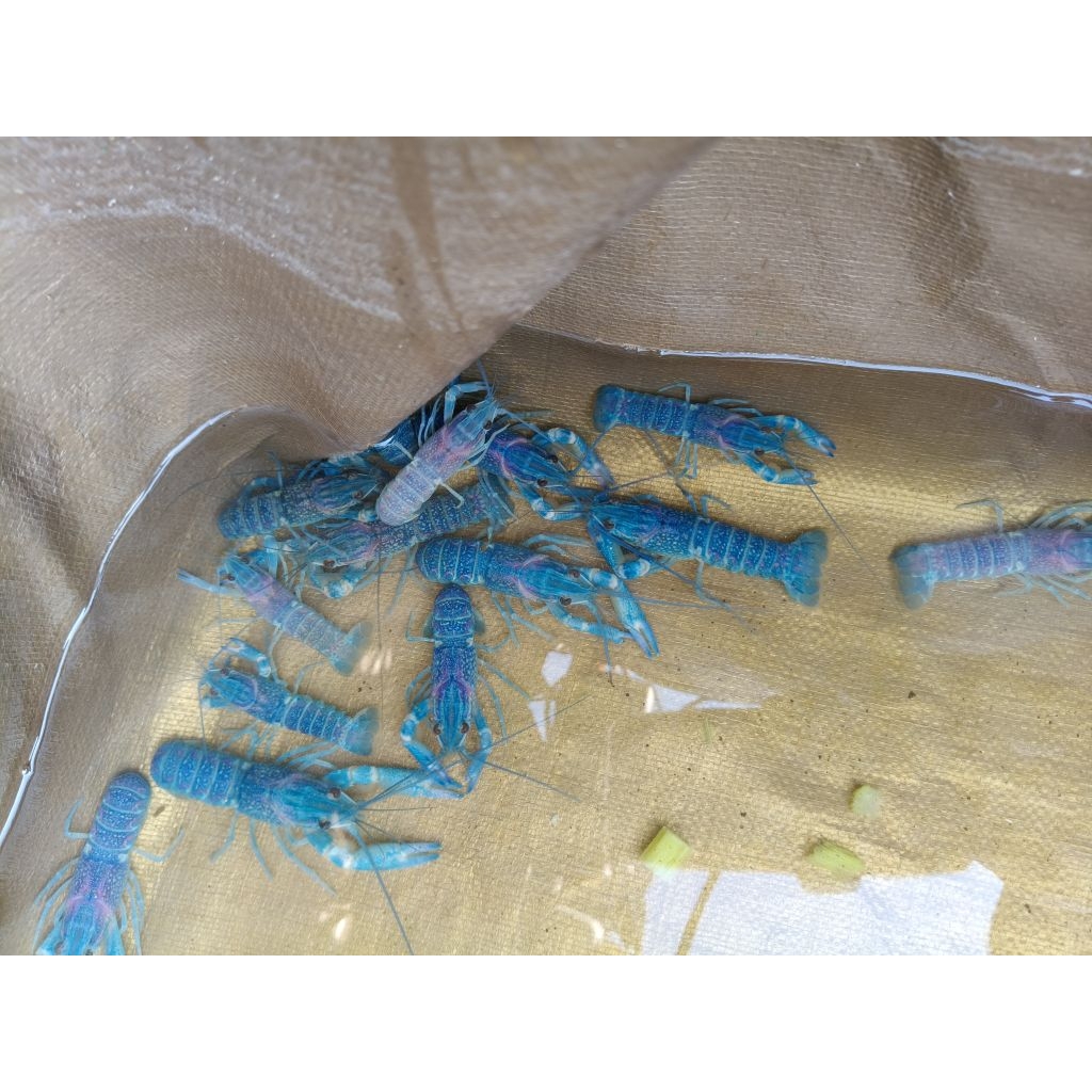 Bibit lobster air tawar reglaw size 2inch(5cm) lobster