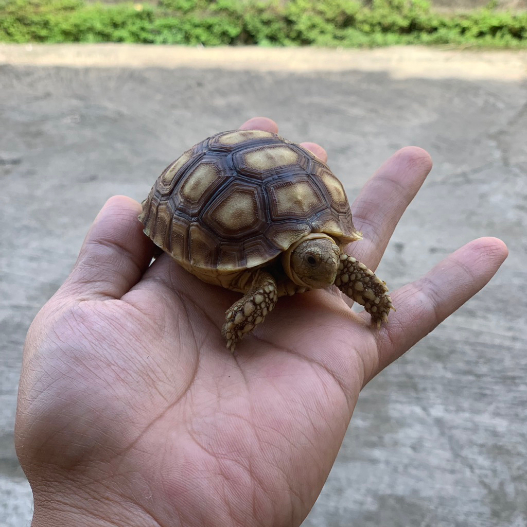 kura2 darat / baby sulcata 5,5-8 cm