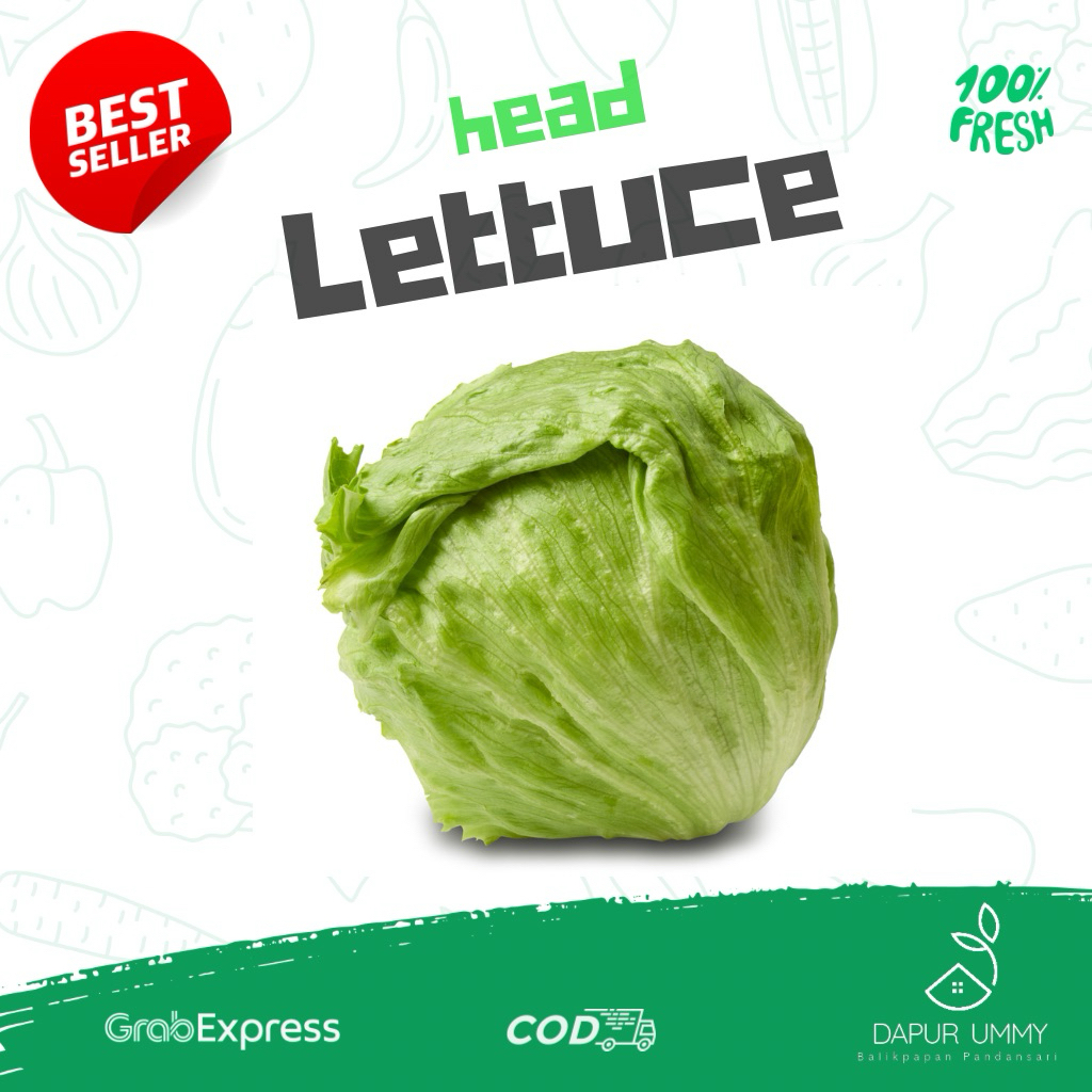 HEAD LETTUCE • Lettuce Iceberg • Selada Kebab [Naik]