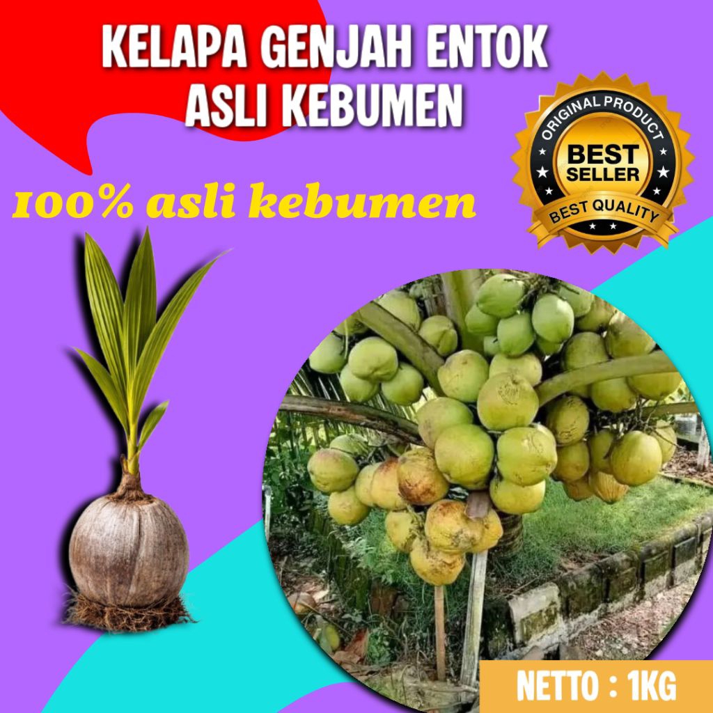 TERPERCAYA  Pohon Kelapa Pendek Terbaik, Pohon Kelapa Pendek Terdekat