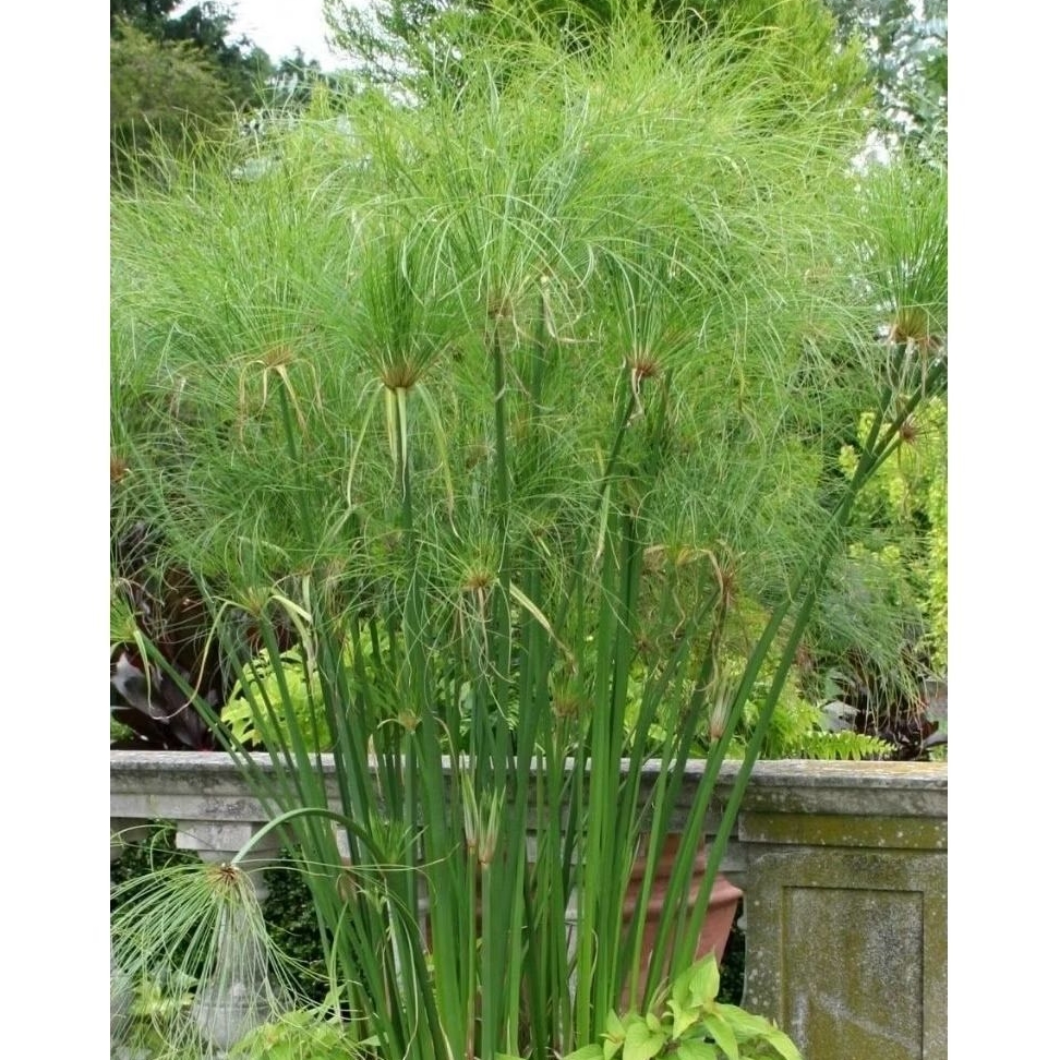 Tanaman Air Papyrus Mesir Besar / Giant Papyrus  / Egiptian Cyperus Papyrus / Paper Reed / Rumput Ni