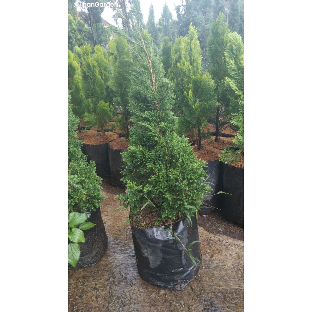 Tanaman hias Pohon bibit Cemara Pua pua 40cm ( Cupressus Papuanus)