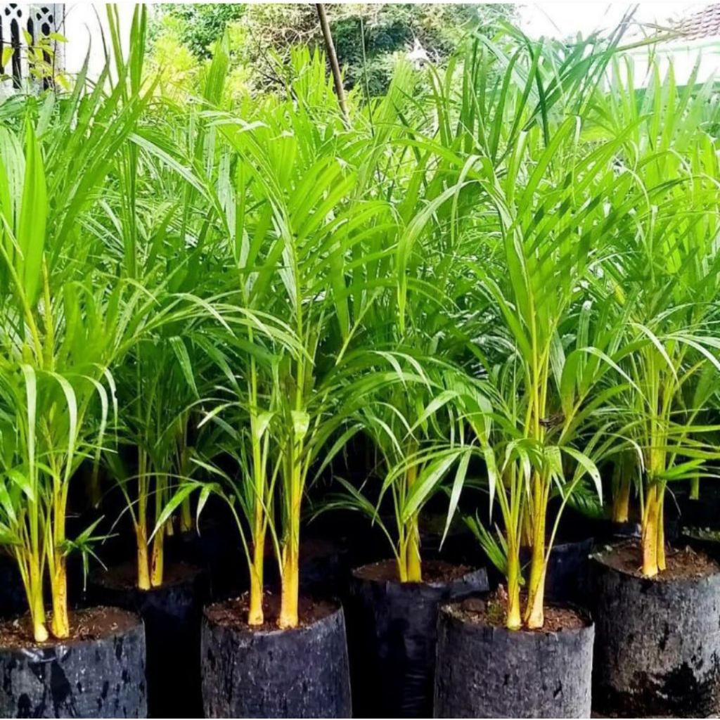 bibit palem kuning/palem kuning tinggi 30cm-60cm