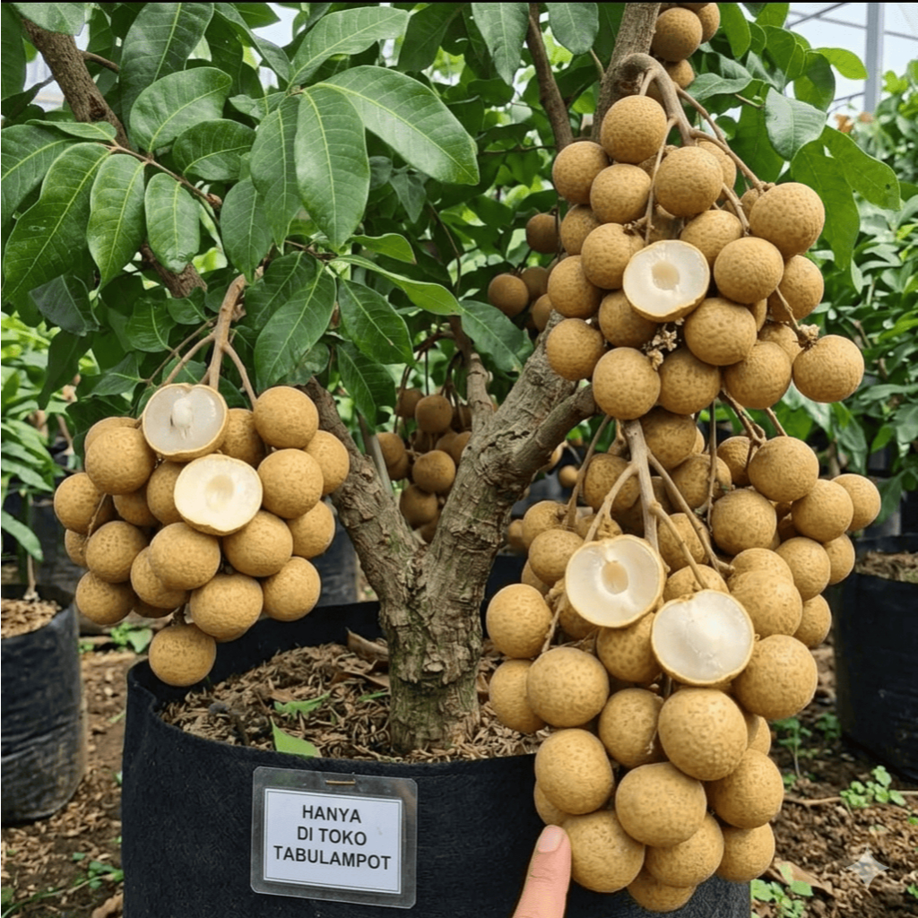 Bibit Kelengkeng New Kristal 2_Bibit Kelengkeng New Kristal Unggul – Daging Tebal, Manis, Siap Tanam