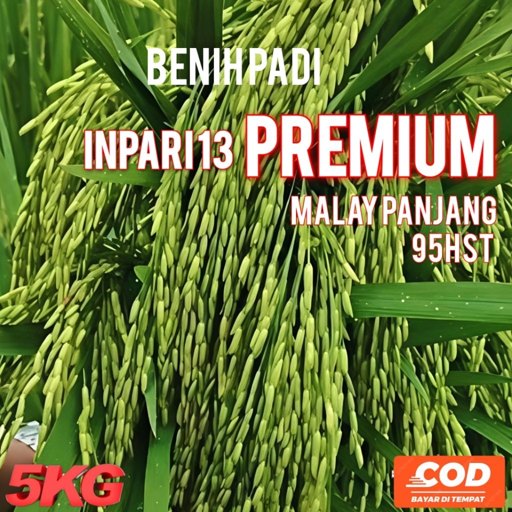BENIH PADI INPARI13 PREMIUM ORIGINAL 95HST MALAY PANJANG KEMASAN 5KG