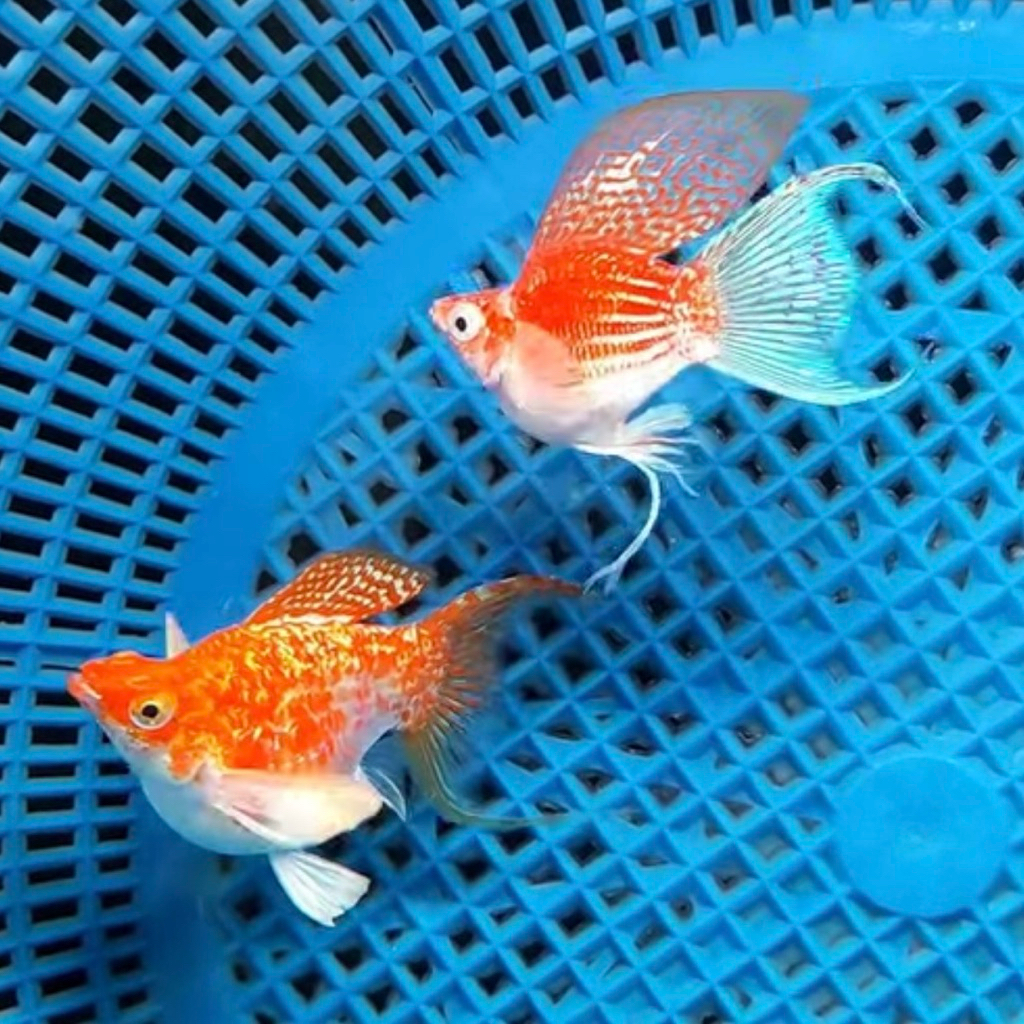 Molly golden thailand cawang paket 10pcs hiasan aquarium aquascape cantik lucu
