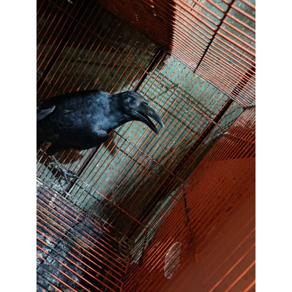 BURUNG GAGAK DEWASA LIAR