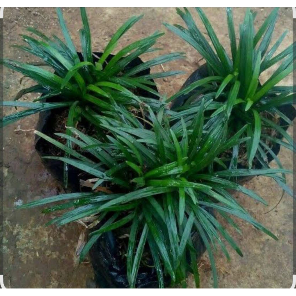 Bibit Tanaman Kucai Mini Rumput Kucai Mini - Tanaman Kucai Mini Mudah Dirawat,Hijau,Pengganti Rumput