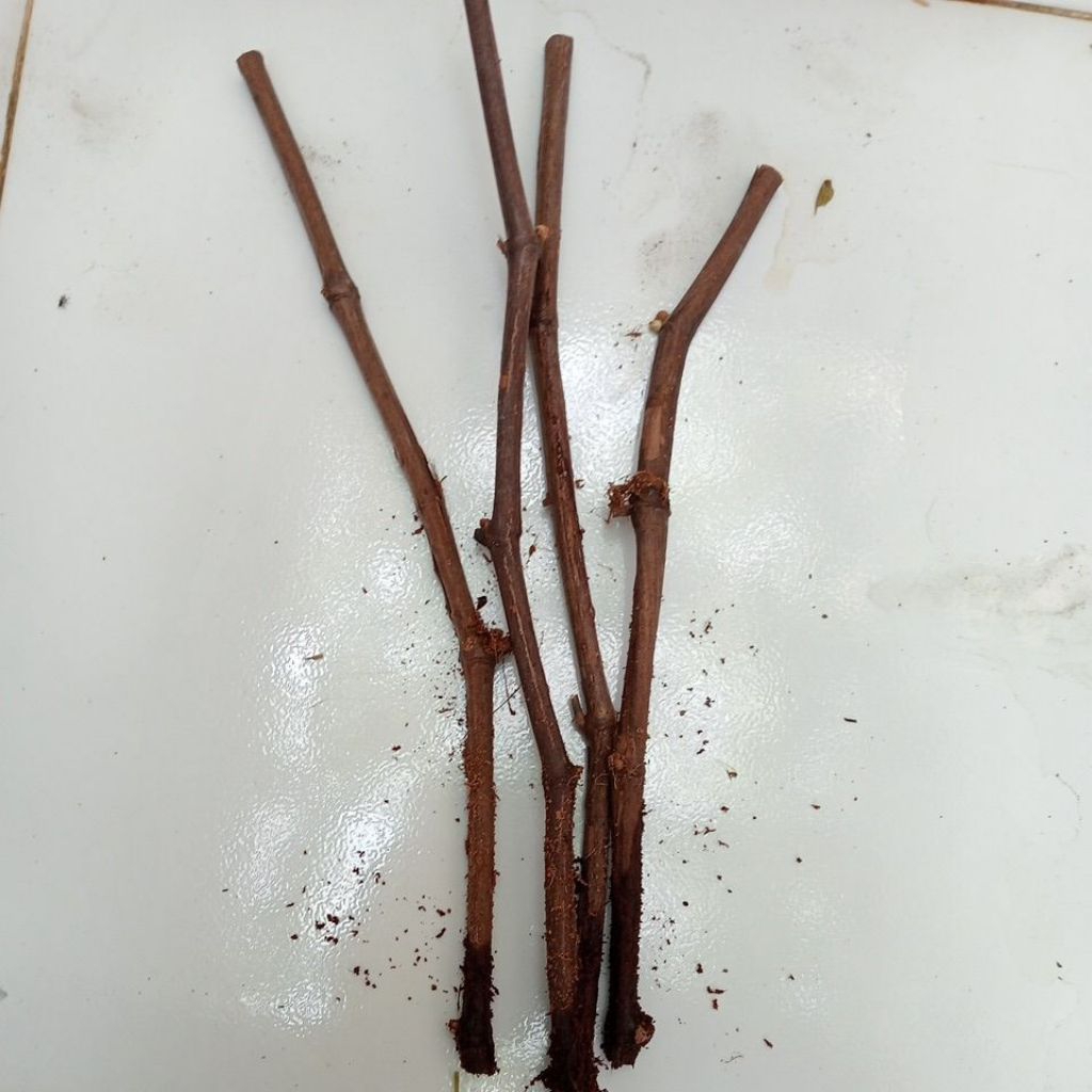 cutting rootstock anggur iac 572