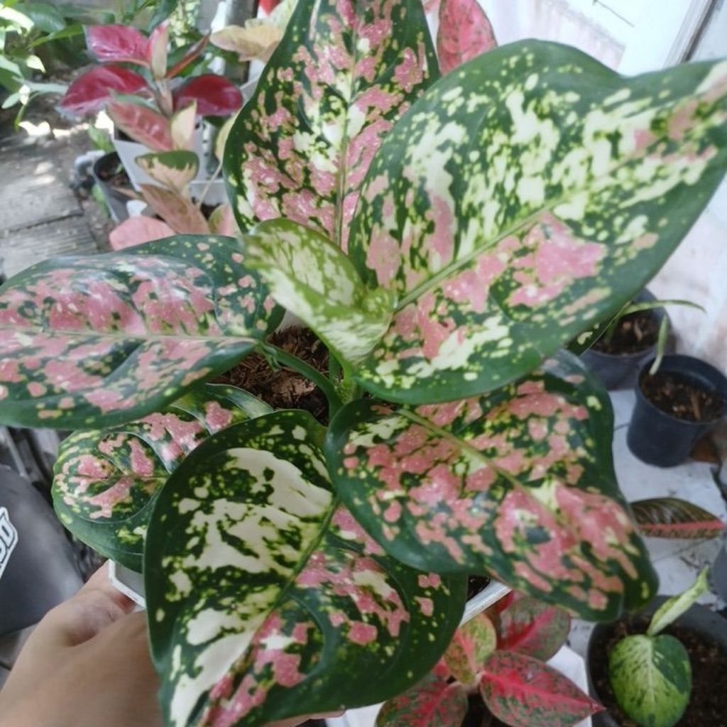 [eljaza.store] Aglaonema Tricolor 3 warna