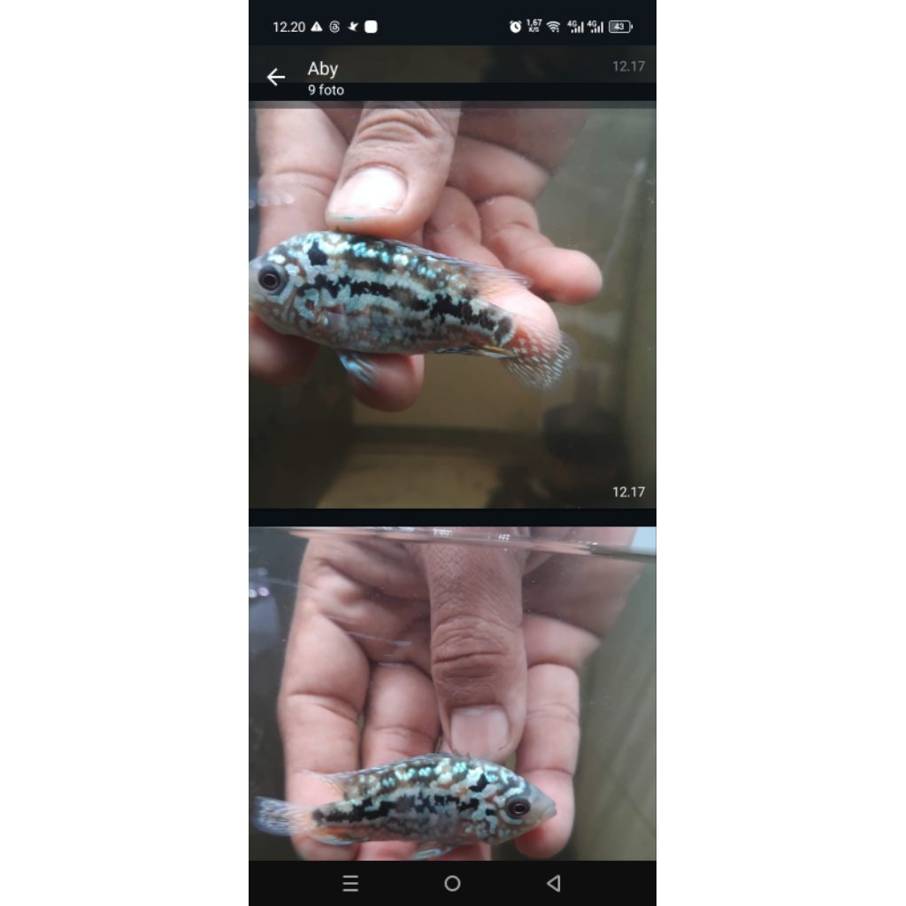 burayak ikan hias lauhan kamfa x gb