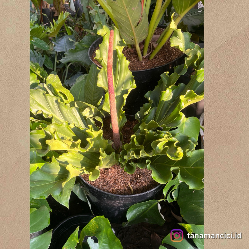 tanaman hias Anthurium gelombang cinta besar real pict