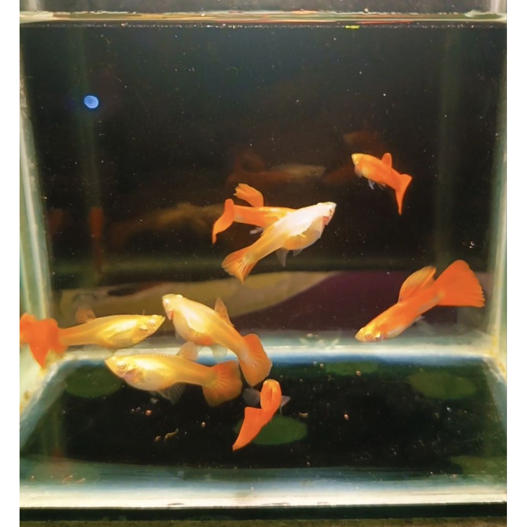 AFR guppy albino full red(sepasang)